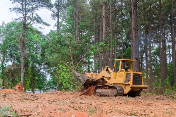 Trees Clearing in Tomball