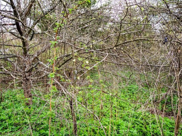 Underbrush Clearing in Tomball