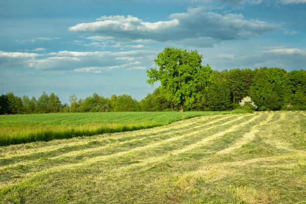Cost of Vegetation Removal in Tomball