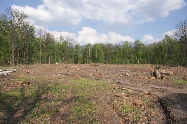 Pasture Clearing in Tomball