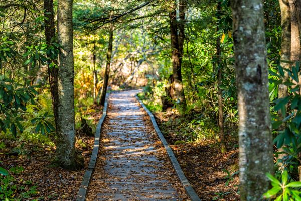 Cost of Trail Clearing in Tomball